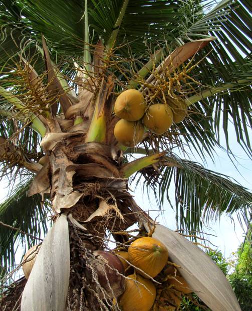 Сколько растет пальма: в природе и в домашних условиях?
