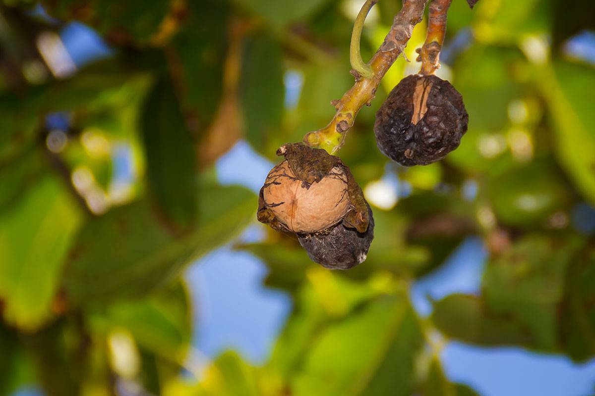 Скорлупа грецкого ореха: применение в огороде, саду как удобрение