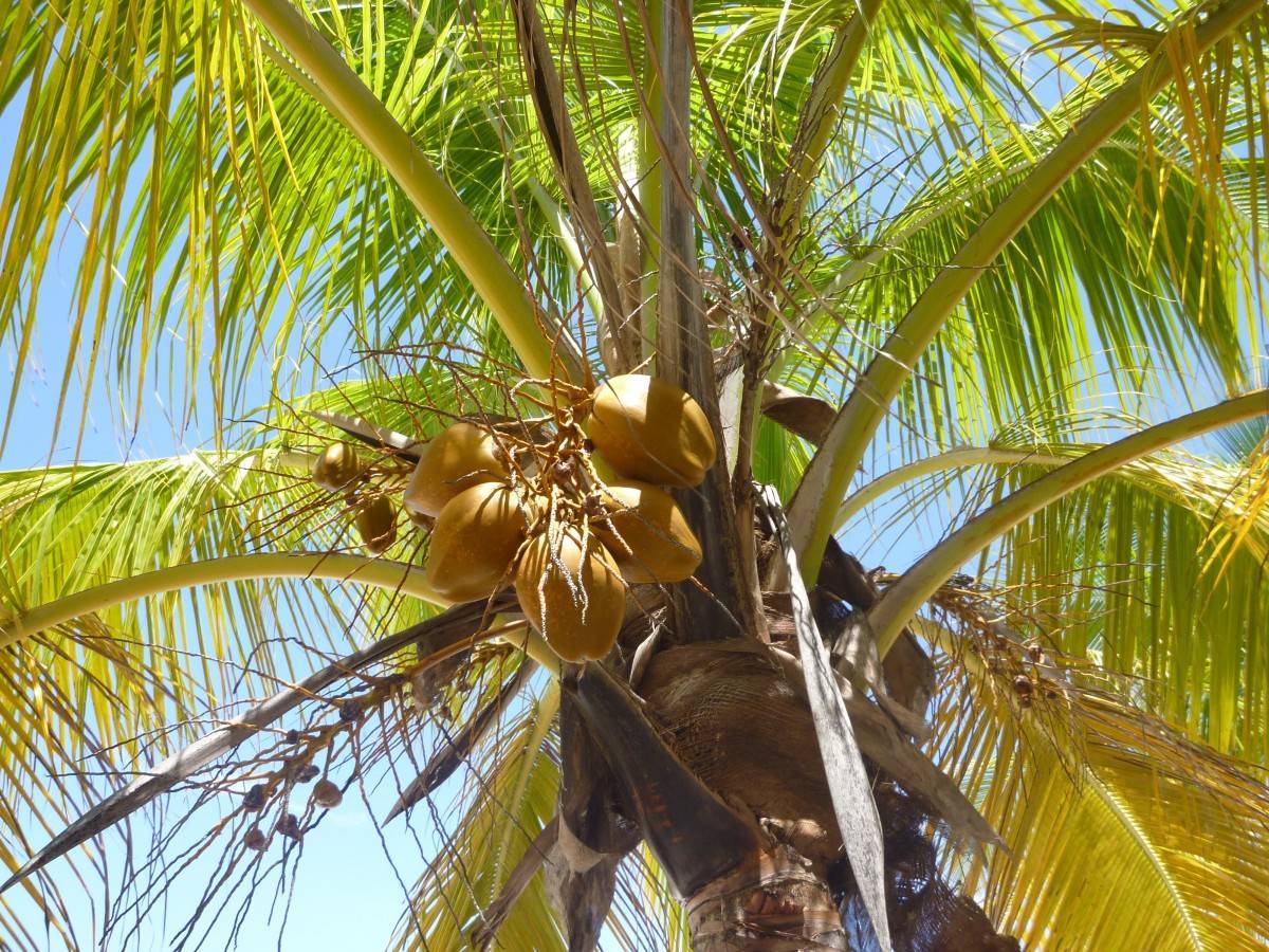 Пальма домашняя – разнообразие видов и тонкости выращивания