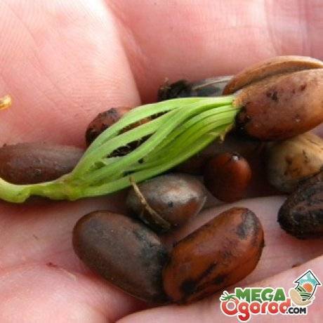 Посадка, выращивание и уход за кедром из орешка в домашних условиях