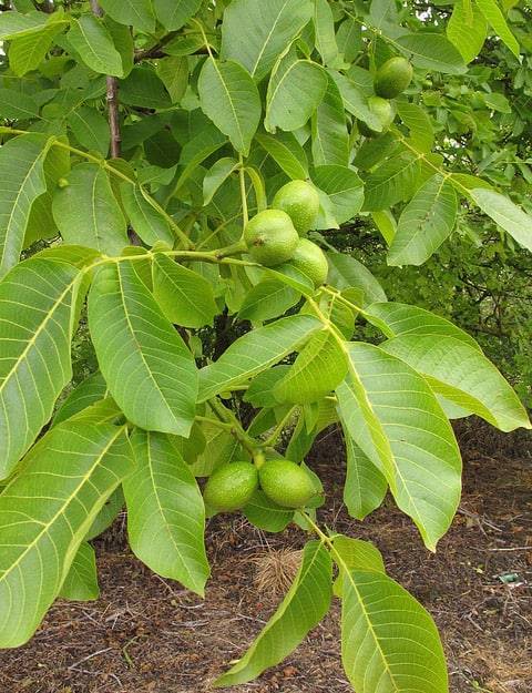 Дерево грецкий орех – как посадить и ухаживать, возможные заболевания и проблемы – дачные дела