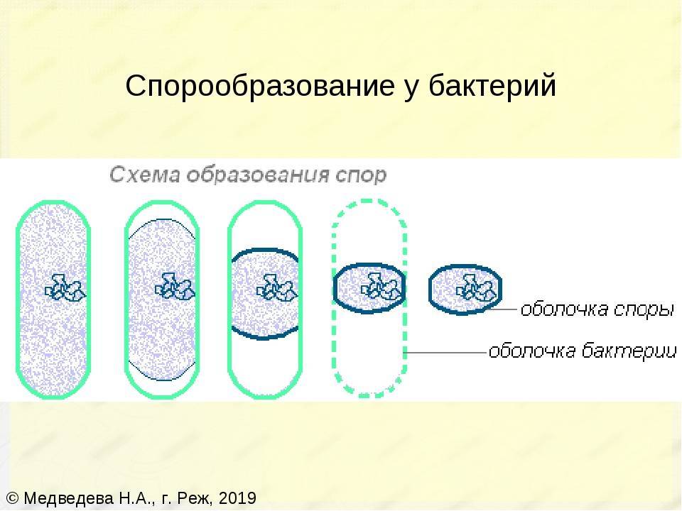 5 процесс образования спор. Схема спорообразования у бактерий микробиология. Образование спор у бактерий 5 класс биология. Спорообразование бактерий схема. Схема споры бактерии.