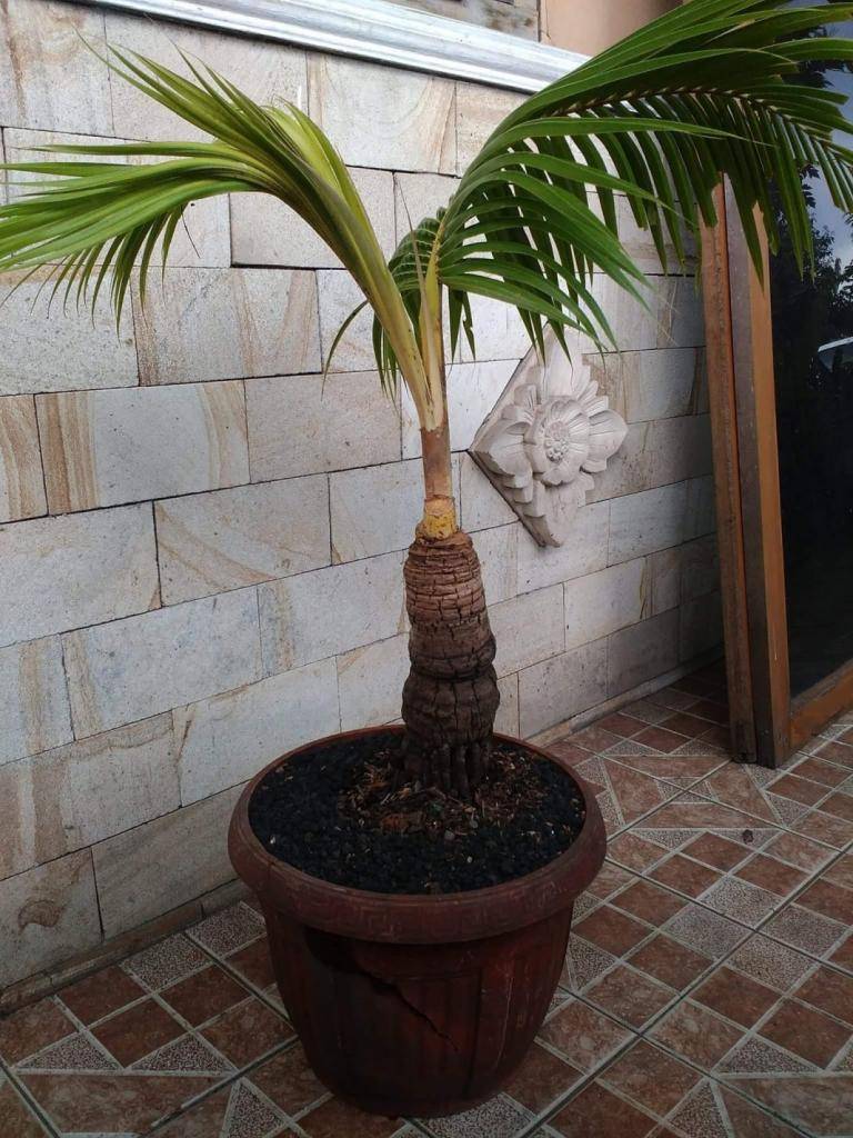 Кокосовая пальма в домашних условиях: посадка и уход, размножение, болезни и удобрения, фото, описание