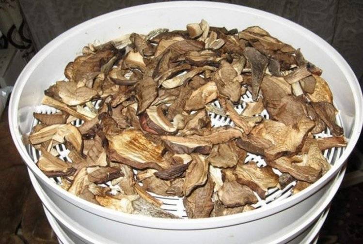 Сушка грибов (4 способа): правильно делаем сухие грибы