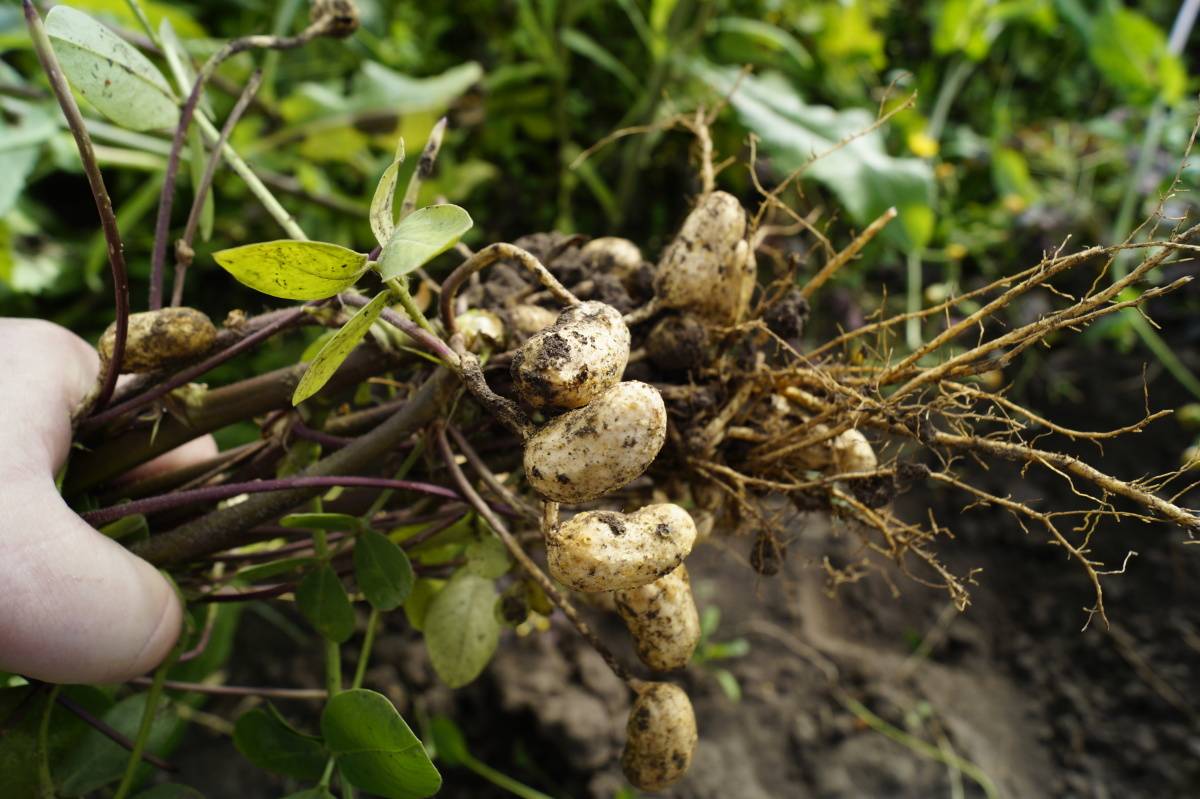Выращивание арахиса в россии: как растет земляной орех, полезные свойства и фото бобов