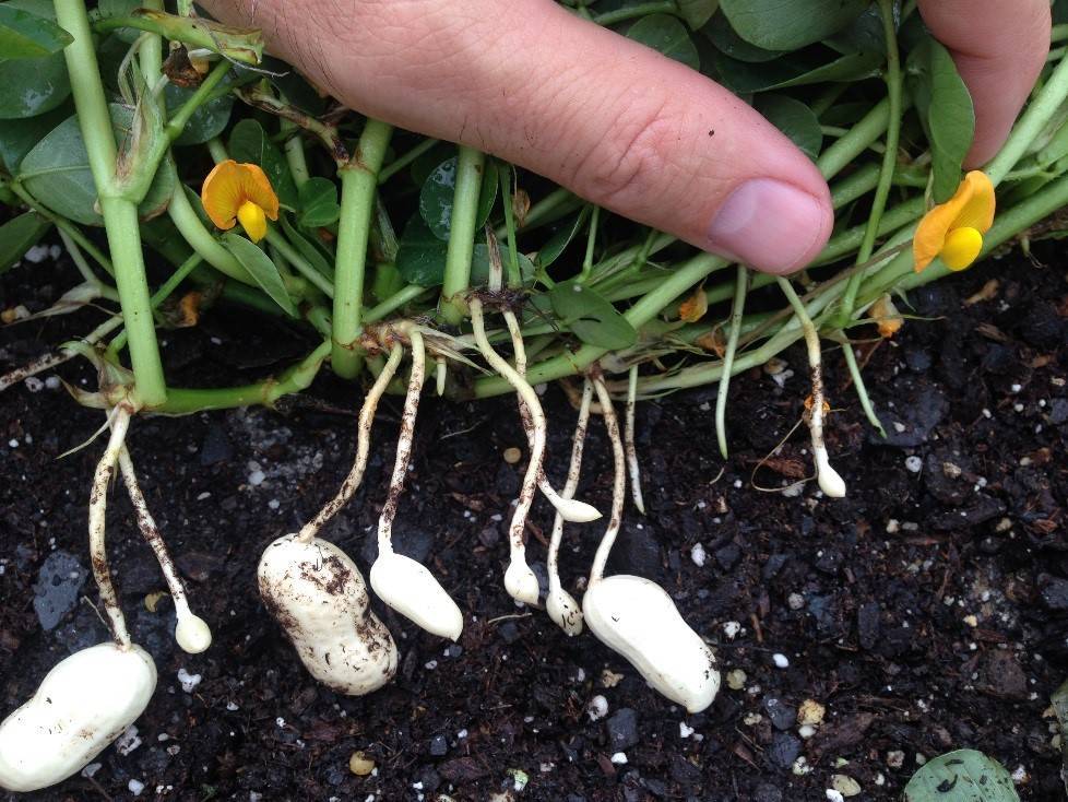 Как вырастить арахис на огороде и дома в горшке?