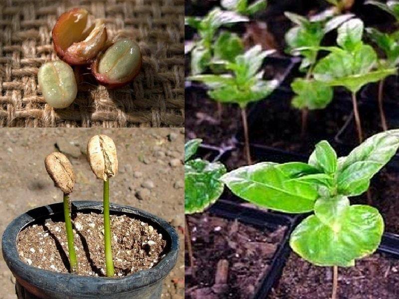 Как посадить и вырастить миндаль в условиях открытого грунта