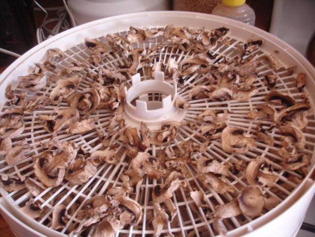 Сушка грибов: выбор и подготовка грибов, способы сушки
