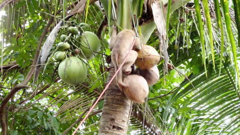 Не бананы, не ананасы, не манго… а что же растет на пальме?