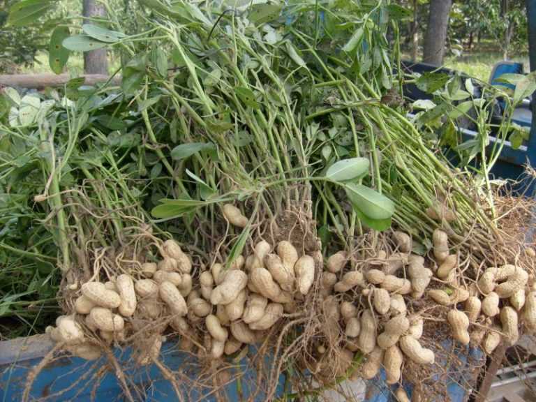Как вырастить арахис: в домашних условиях на огороде