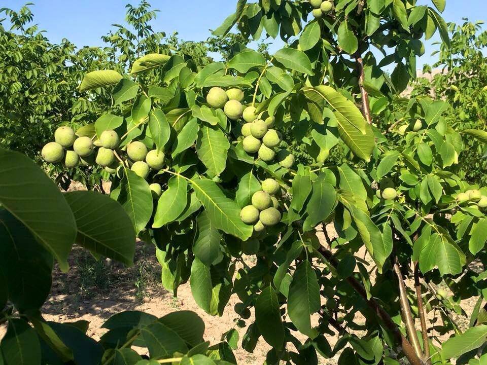 Бизнес на выращивании орехового сада, промышленное выращивание грецкого ореха в украине