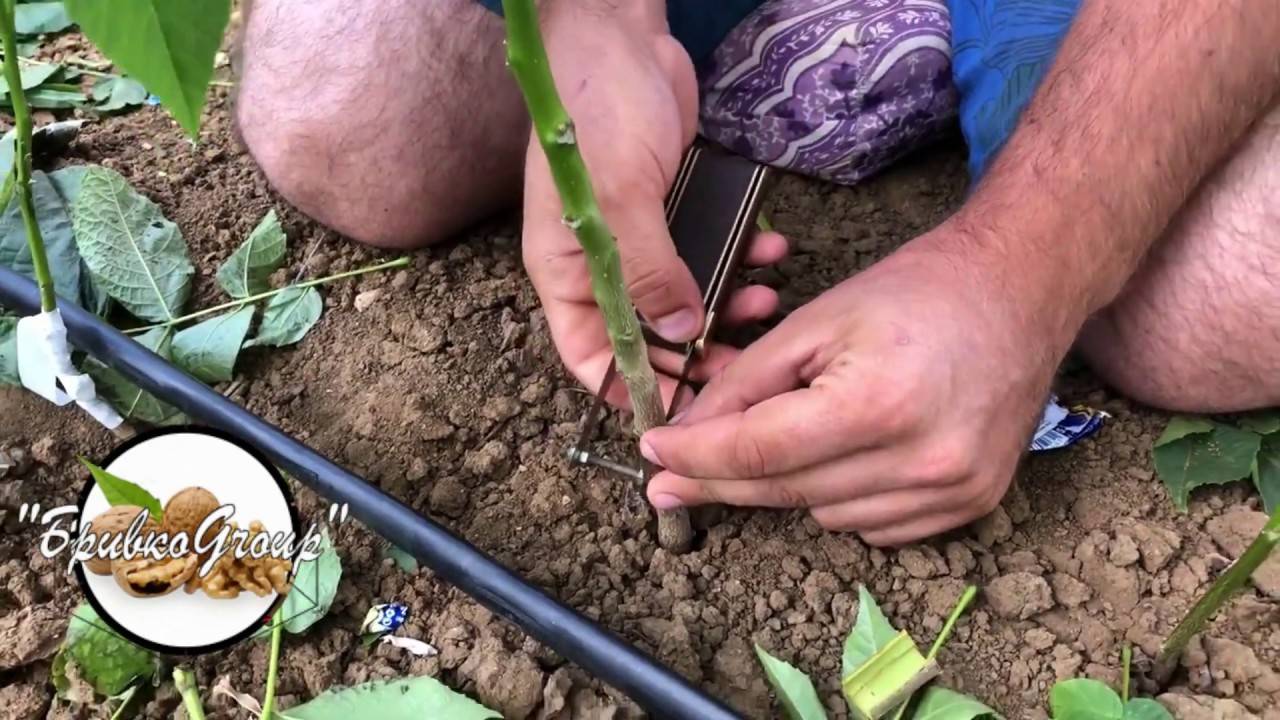 Как размножить грецкий орех черенками