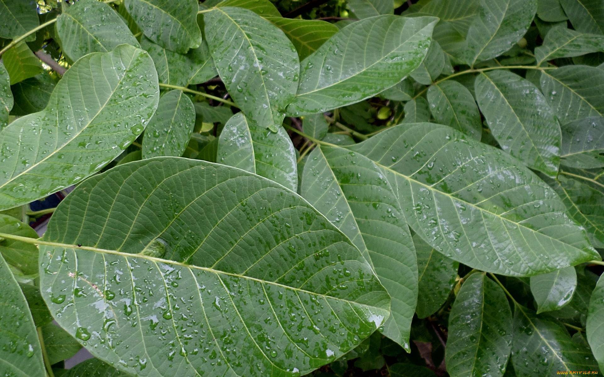 Лечебные свойства листьев грецкого ореха в рецептах народной медицины
