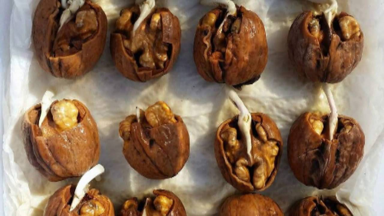 Посадка ядер грецкого ореха осенью в грунт