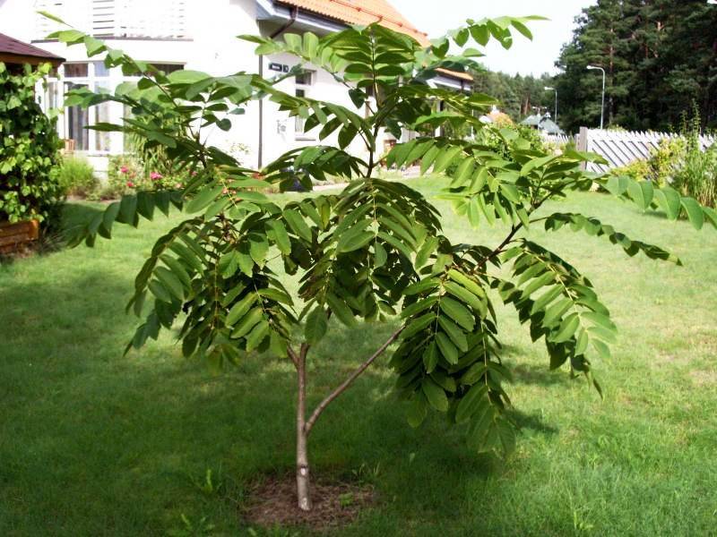 Выращивание маньчжурского ореха из семян и уход за ним - деревья и кустарники | описание, советы, отзывы, фото и видео