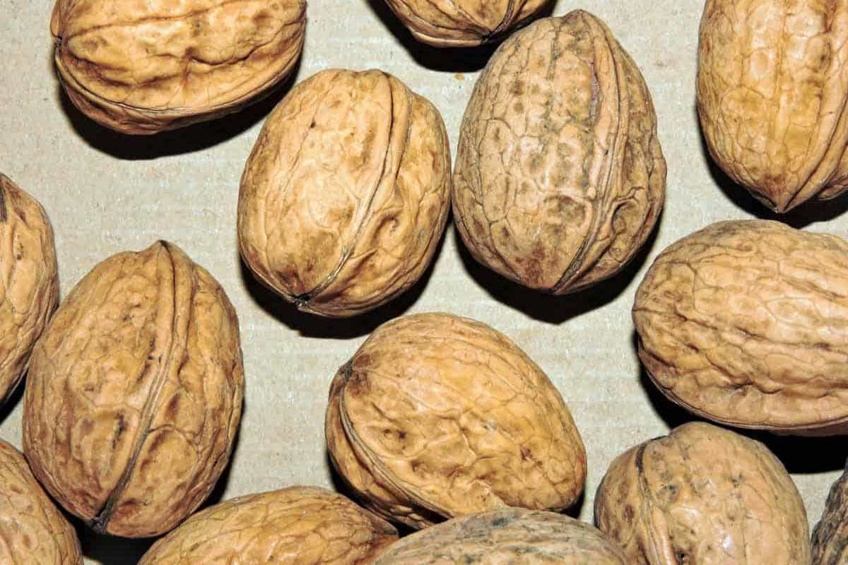 Как сушить грецкие орехи после сбора урожая в домашних условиях
