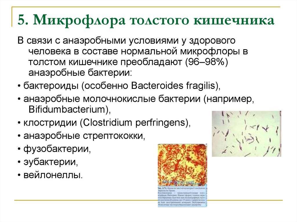 Микрофлора лекарственных и ферментных препаратов животного происхождения