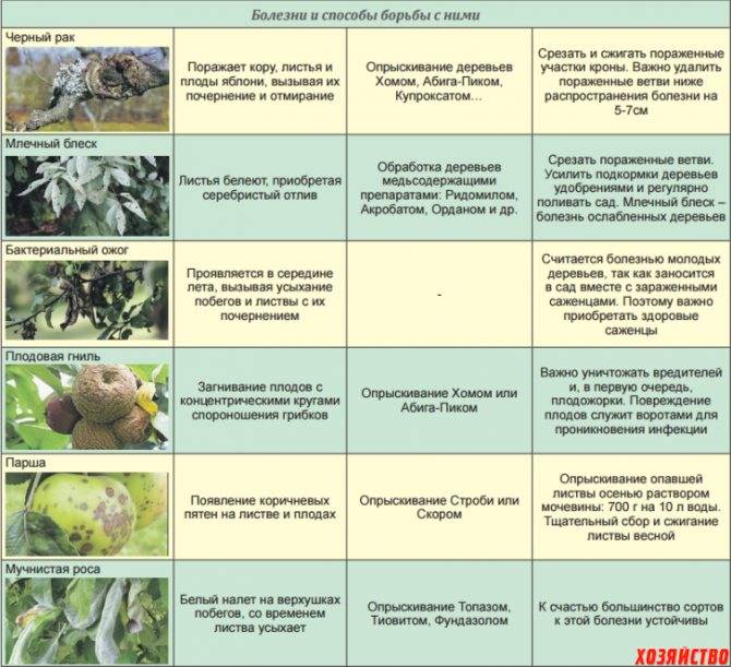 Миндаль: рейтинг и регионы выращивания лучших зимостойких сортов