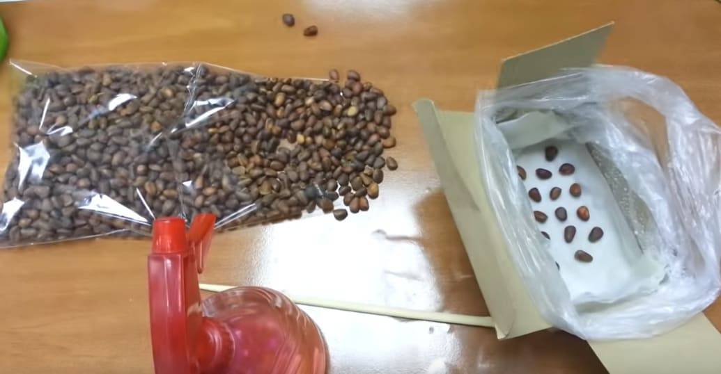 Как правильно осадить и вырастить кедр из кедрового орешка в домашних условиях