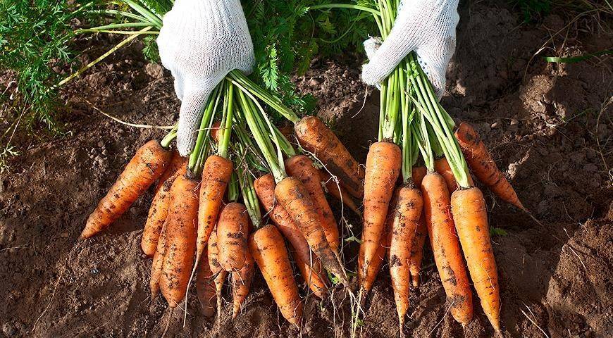 Выращивание моркови, как вырастить хороший урожай из семян (секреты) — морковь как сажать из семян — про огород