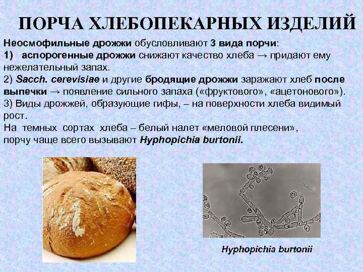 Тело пекарских дрожжей состоит из. Пекарские дрожжи. Питание дрожжей. Виды хлебопекарных дрожжей.