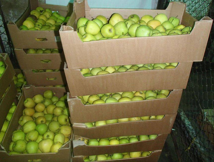Как сохранить яблоки и груши свежими до нового урожая