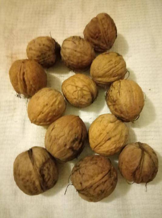 Грецкий орех саратовский идеал описание. особенности выращивания грецкого ореха сорта идеал