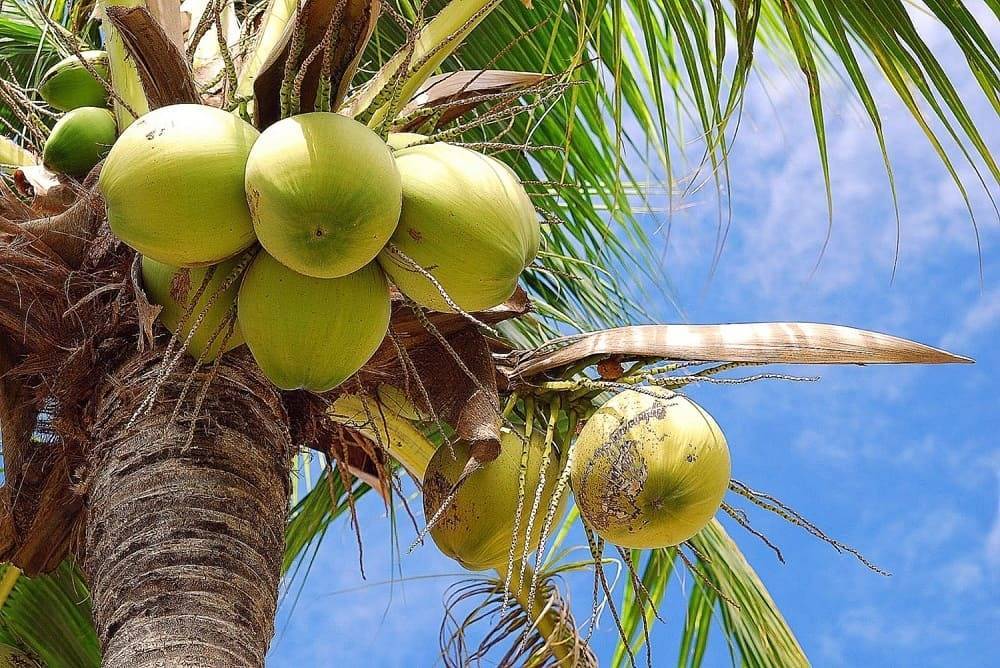 Все о том, как и где растут кокосы. Родина, описание дерева и время созревания