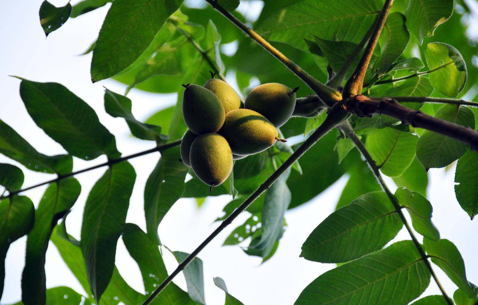 Маньчжурский орех: особенности дерева, посадка и уход