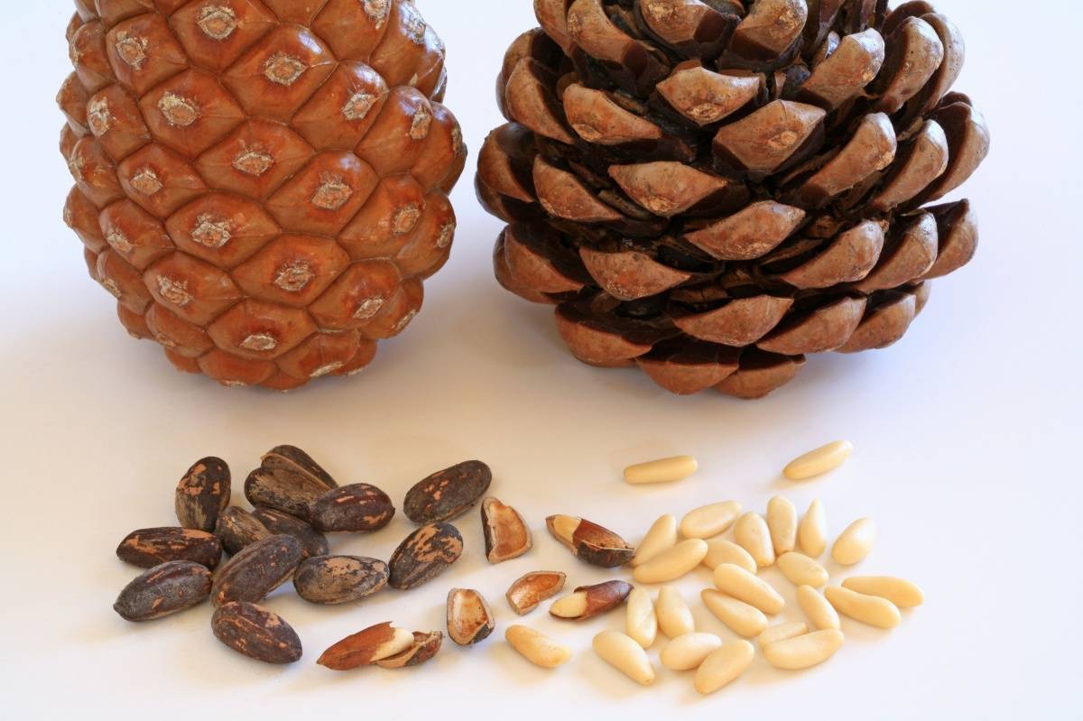 Кедровые орехи — польза и вред для организма | польза и вред