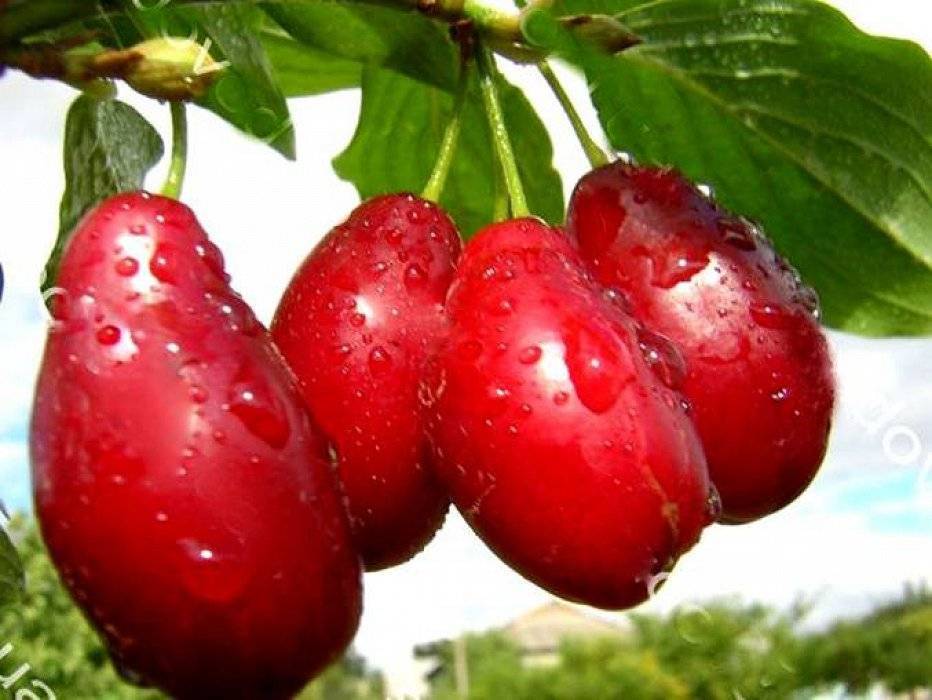 Кизил ягода: сорта, полезные свойства и противопоказания