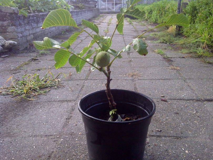 Как вырастить грецкий орех в домашних условиях: как посадить и выращивание - корневая система дерева, осенняя подкормка в домашних условиях