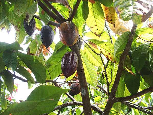 Какао дерево: где растет, как выращивают на фермах, фото