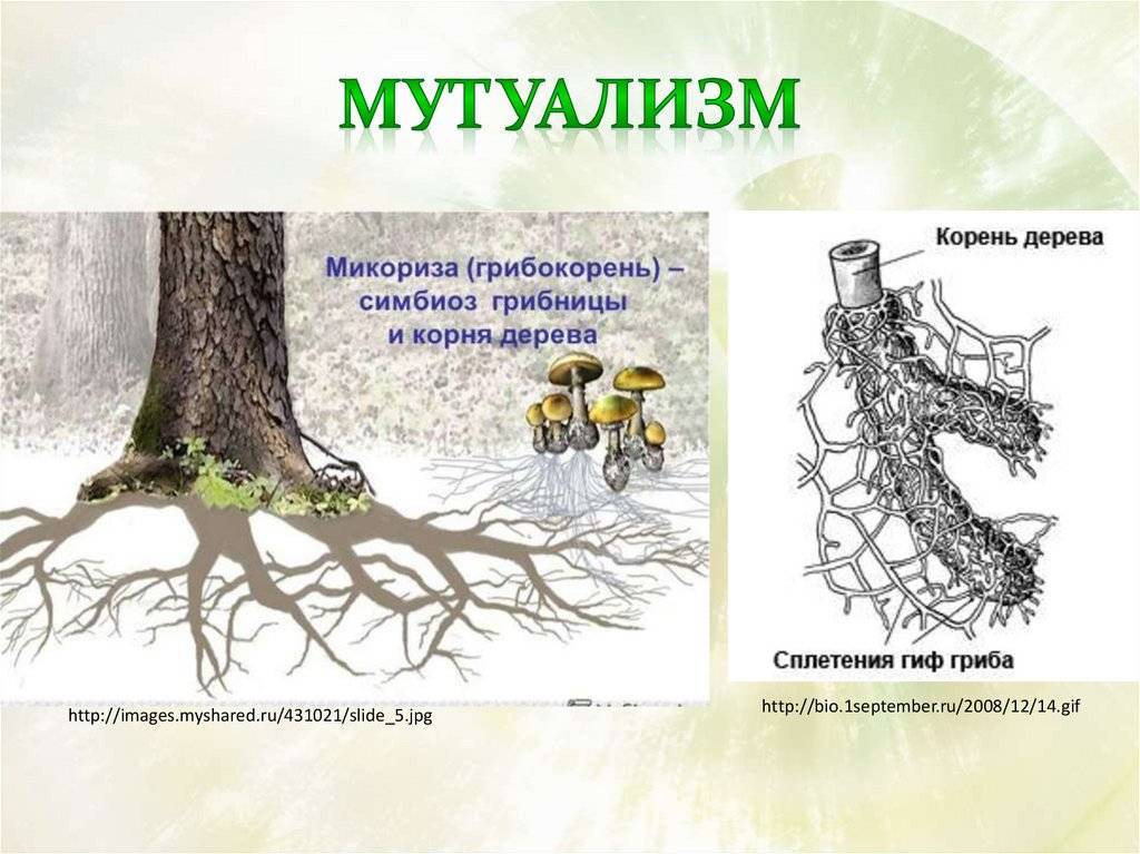 Образуют микоризу с корнями растений