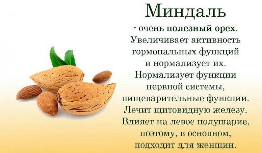 Миндаль: полезные свойства и противопоказания, применение, горький и сладкий орех
