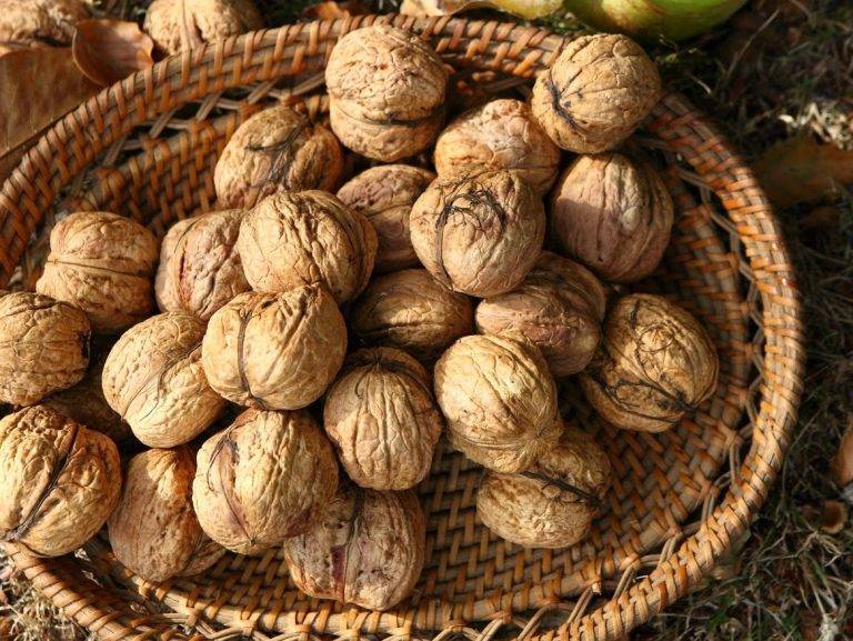 Как посадить грецкий орех из ореха в домашних условиях