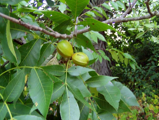 Кельрейтерия метельчатая, или мыльное дерево: описание, выращивание и уход, применение