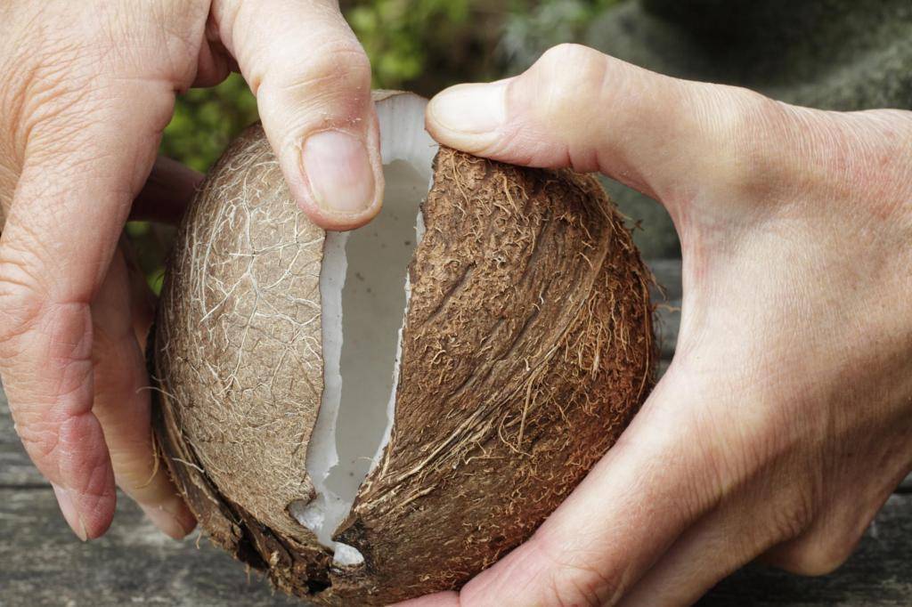 Как открыть, вскрыть, расколоть, разбить кокос в домашних условиях и что с ним делать, как почистить и есть, видео