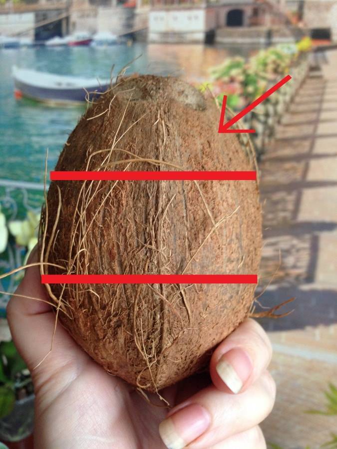 Как правильно выбрать спелый кокос в магазине - орех эксперт