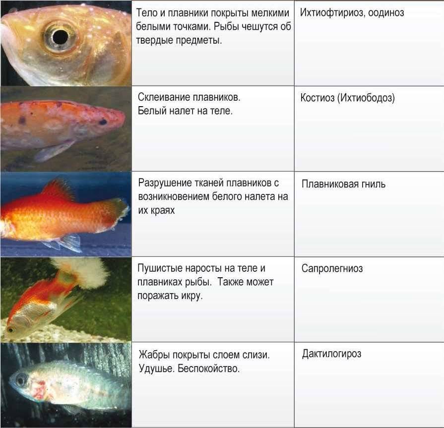 Лекции - холодильная обработка рыбных продуктов - 1.doc