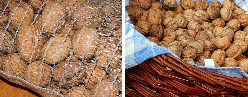 Срок и условия хранения грецких орехов в скорлупе, очищенных, зеленых