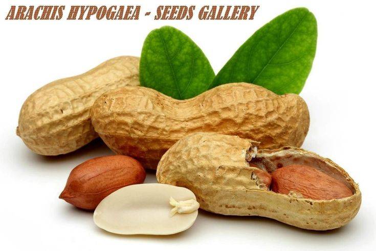 Орехи при панкреатите можно ли есть или нет и какие: грецкие орехи и арахис