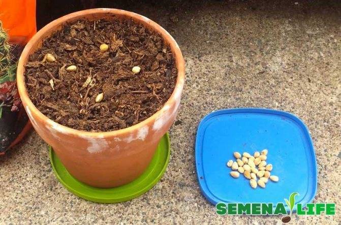 Как вырастить кедр из орешка в домашних условиях: пошаговая инструкция