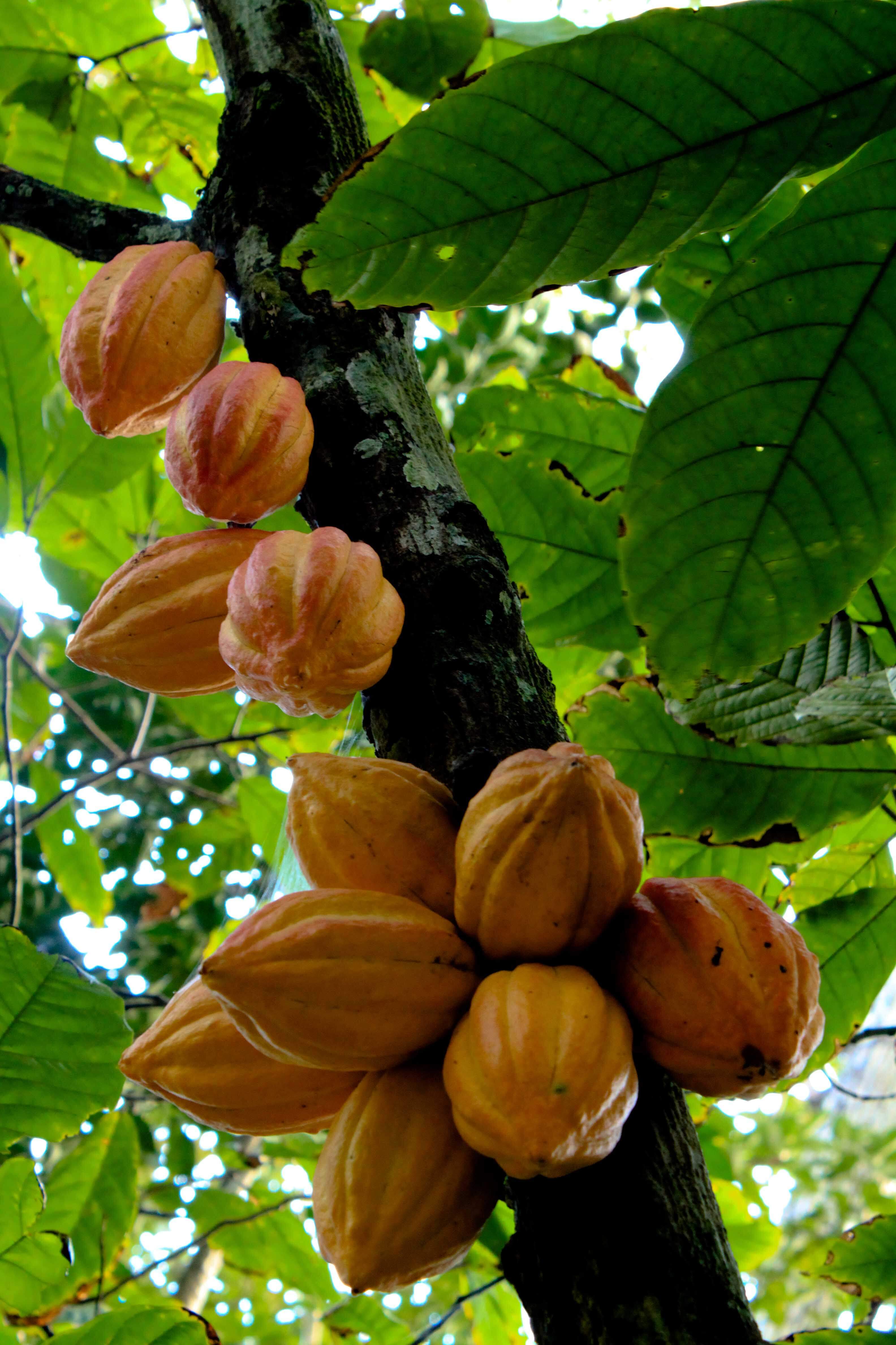 Шоколадное дерево или дерево какао