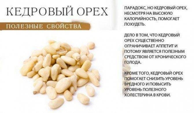 Кедровые орехи: ценность продукта, польза и вред для организма