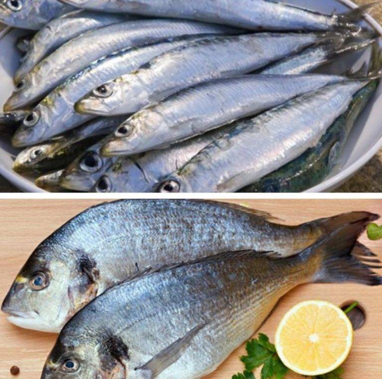 Как засолить рыбу: 11 способов идеальной закуски