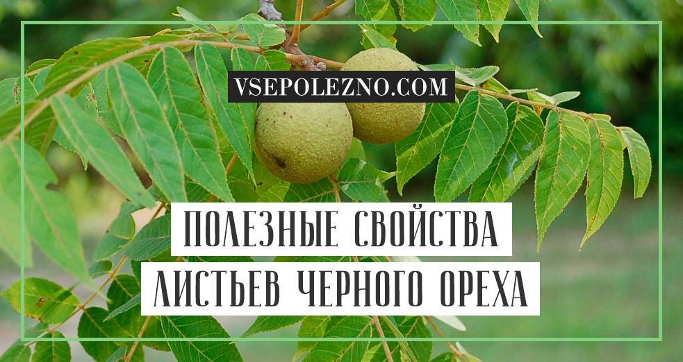 Черный орех: полезные свойства, противопоказания, отзывы | zaslonovgrad.ru