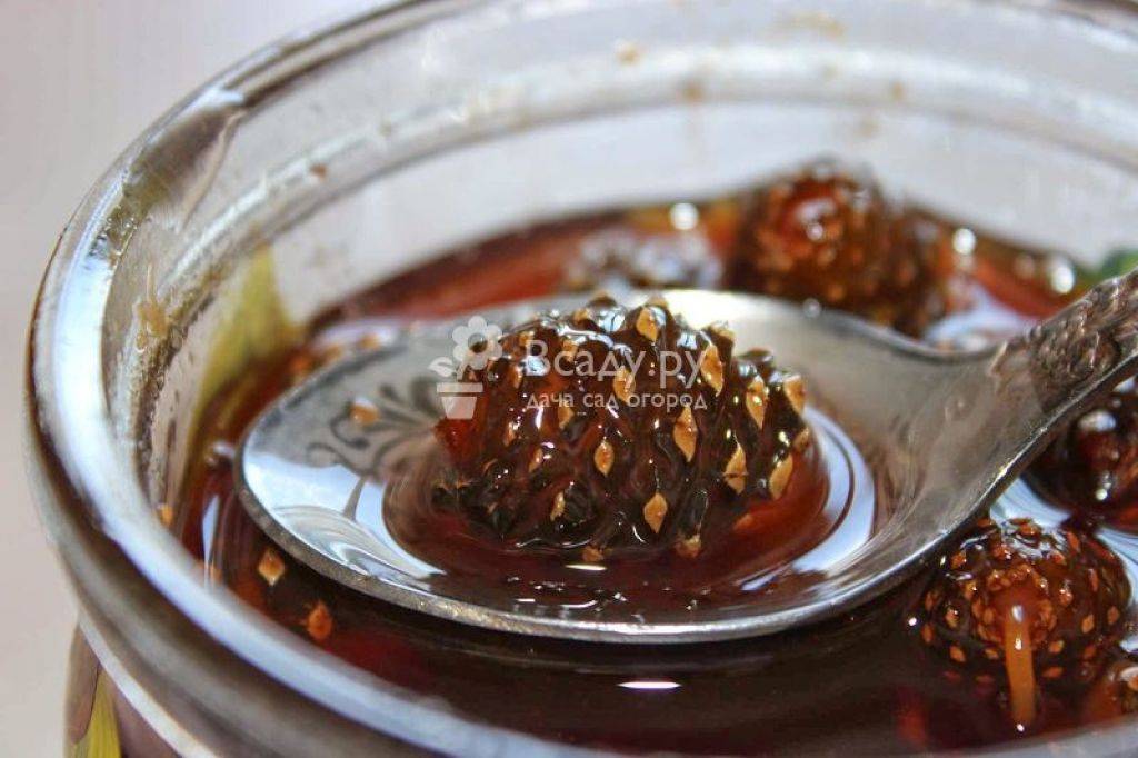 Варенье из сосновых шишек — рецепты приготовления и как принимать варенье из шишек