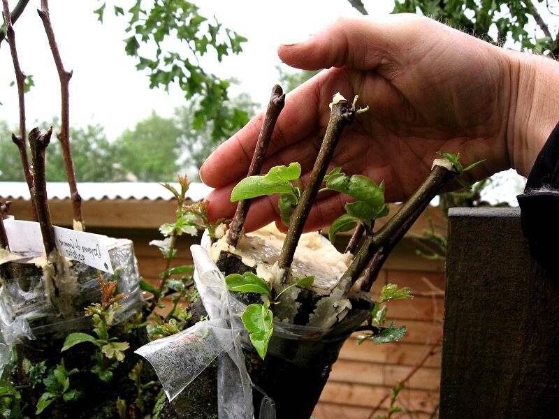 Способы размножения хвойных растений - проект "цветочки" - для цветоводов начинающих и профессионалов
