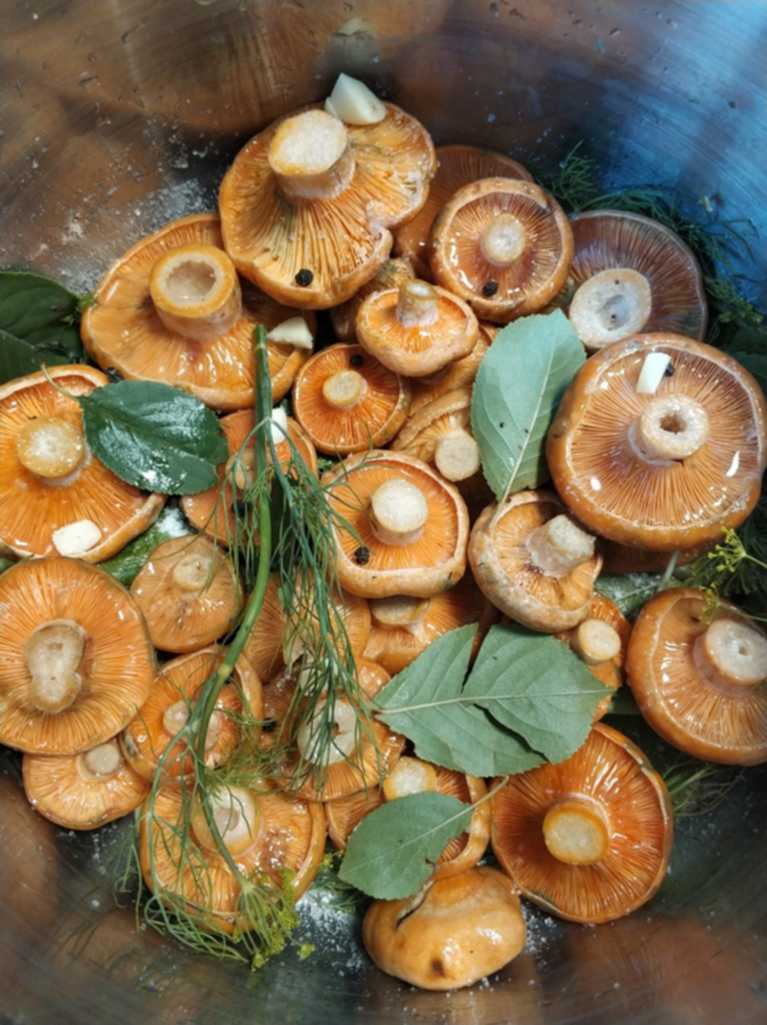 Как солить рыжики: горячий, холодный и сухой посол, технологии и условия засолки грибов, домашние рецепты